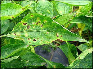 uploads/images/disease/Leaf spot of chilli.jpg